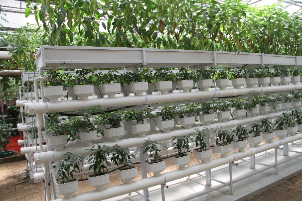 无土栽培蔬菜投资成本,无土栽培设备制作方法