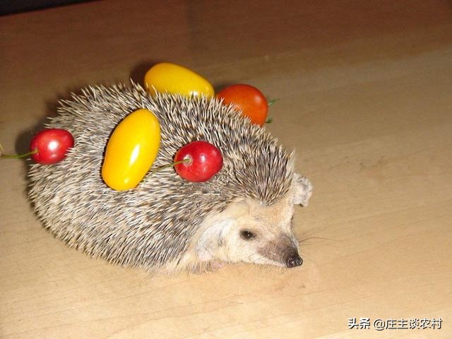 保护的小动物有哪些,保护类小动物