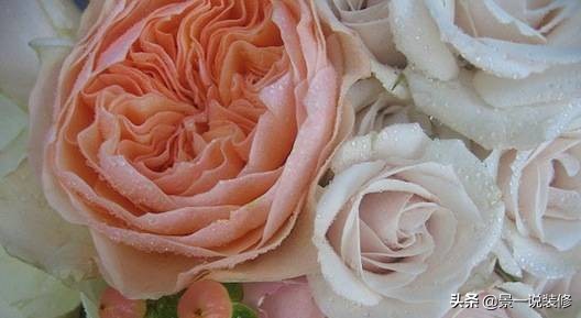 全球最贵的一种花是什么,全球最贵的十盆花