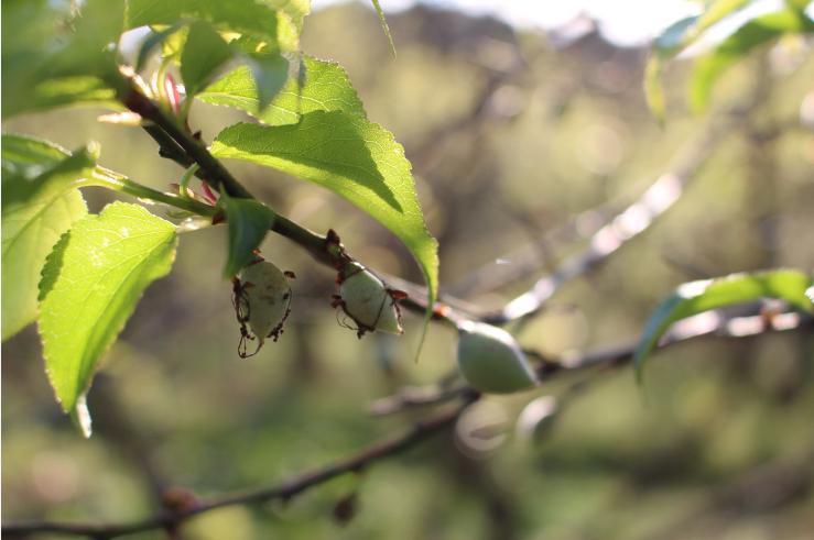 张廖官陂厚嗣坑的解字注释字面解读