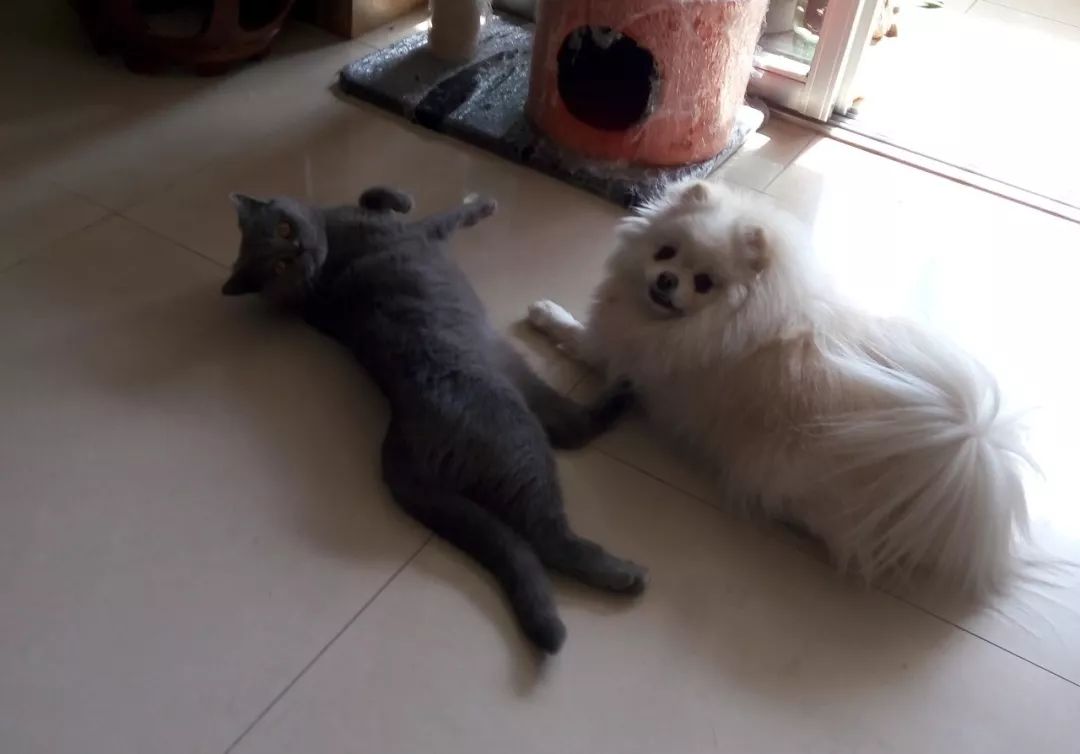 它因猫藓，遭人抛弃；我因猫藓，猫狗双全