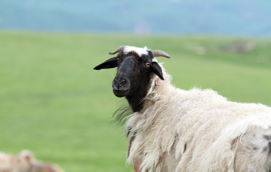 新疆天山最好吃的羊肉,正宗新疆天山美味羊肉