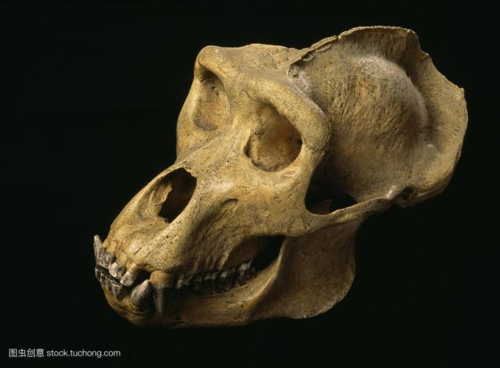 人类是真的经过设计的吗,大胆的推测