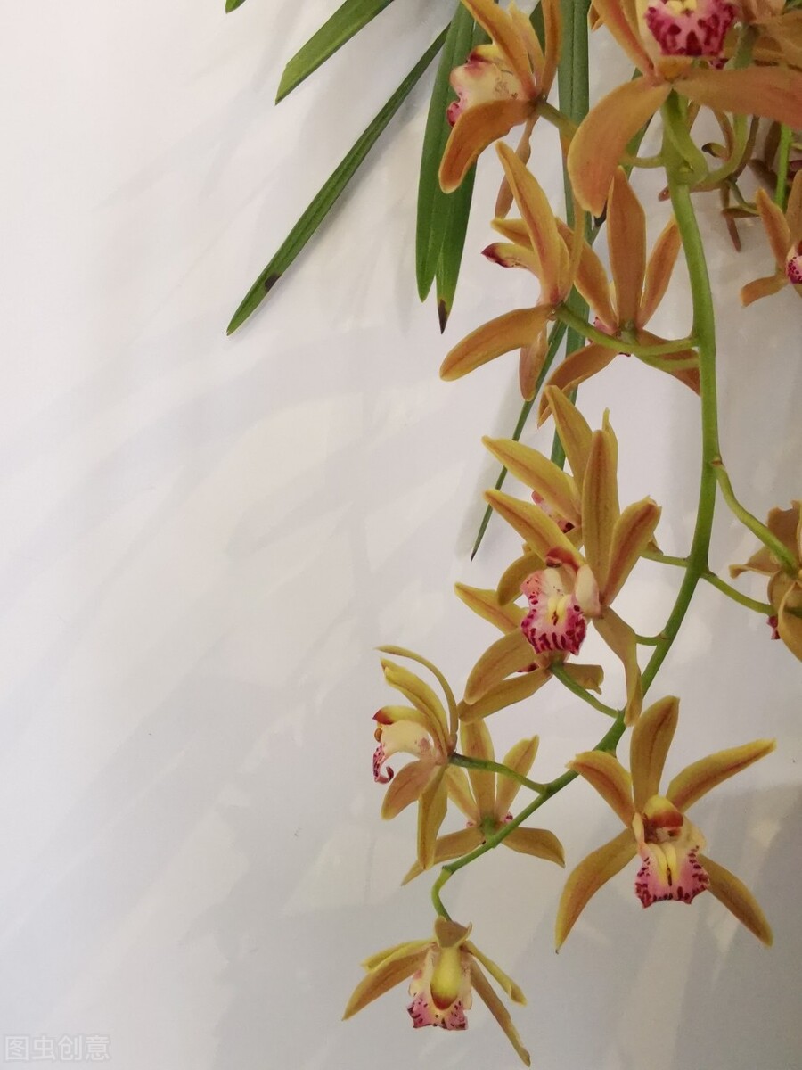 兰花冒芽了还怎么养,兰花的花苞怎么养才会长大