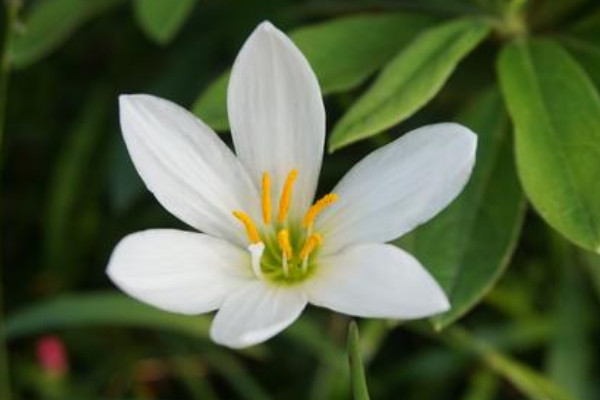 白兰花烂根治疗方法,白兰花烂根怎么办