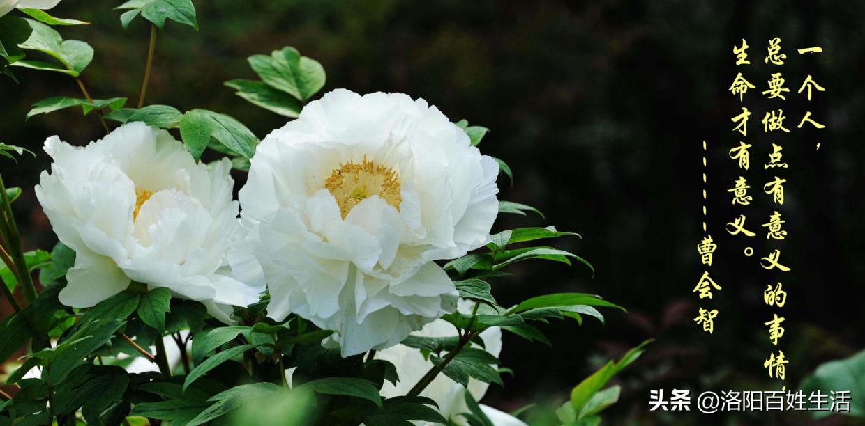 洛阳汤城牛肉甜汤,汤城洛阳大石桥