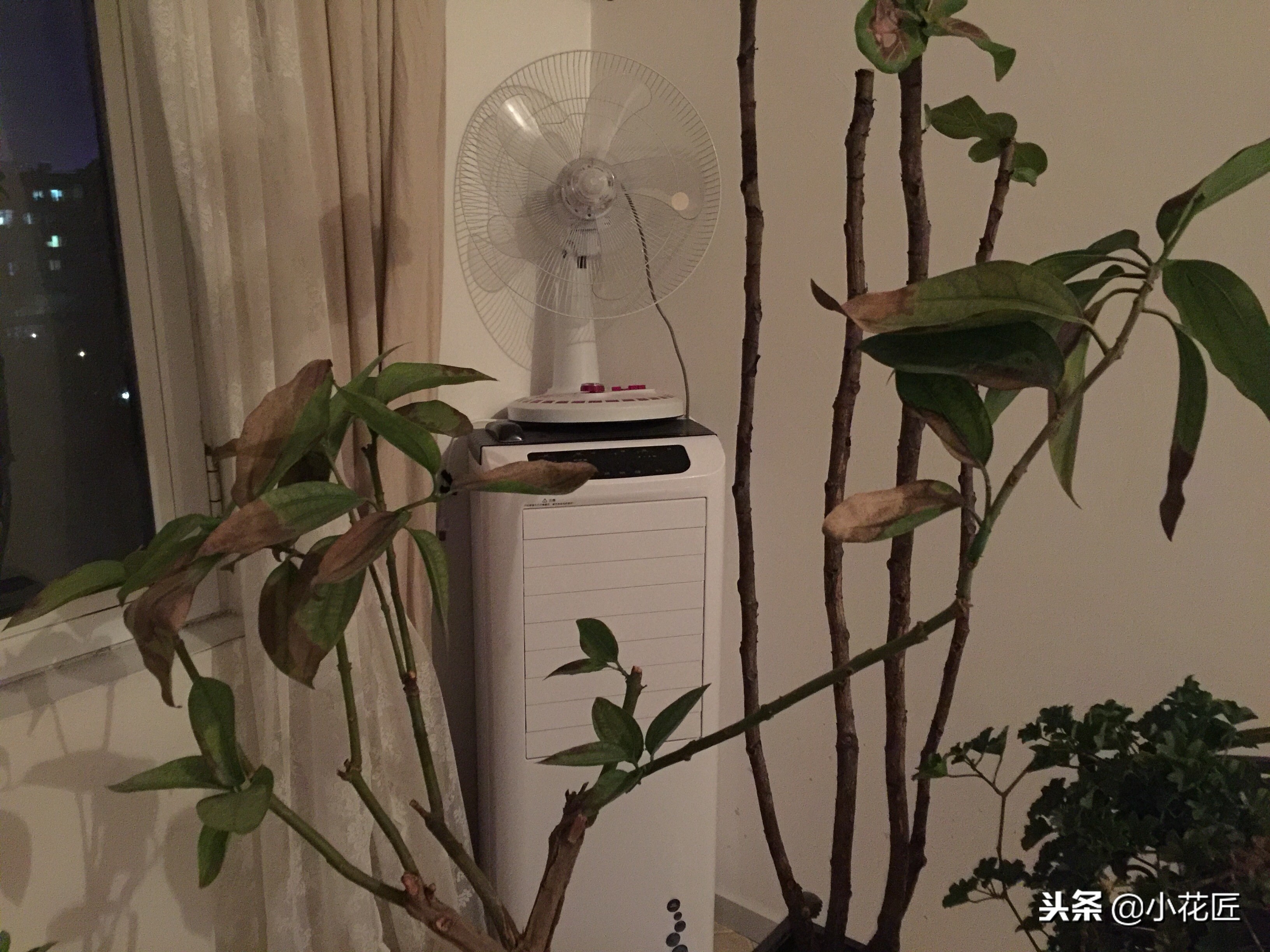 平安树的各种病害图片,平安树的枝枯病