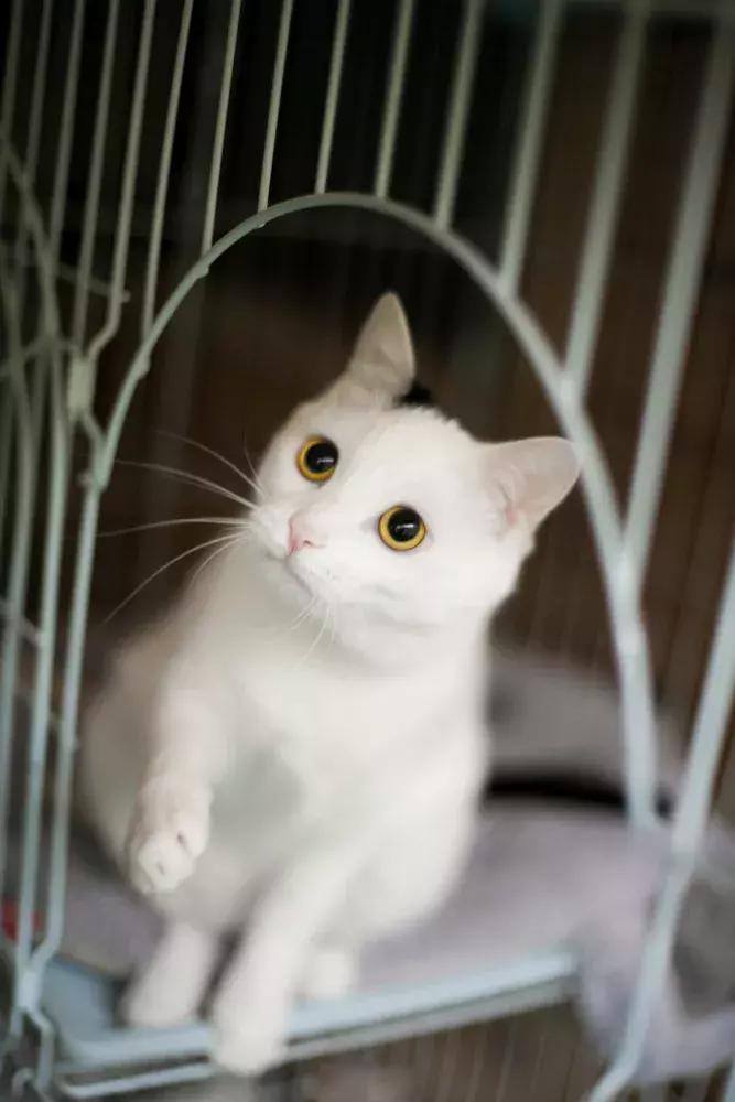 妙笔生猫：羊驼是个啥，比我好看吗？