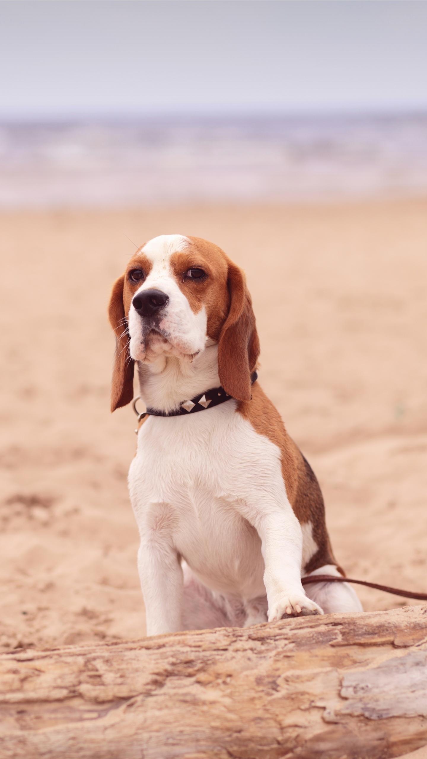 猫狗身上的虱子怎么去除,怎样除掉猫咪身上虱子和跳蚤