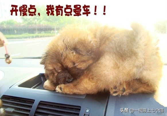 猫咪晕车怎么办，6大妙招轻松搞定，猫咪：舒服了