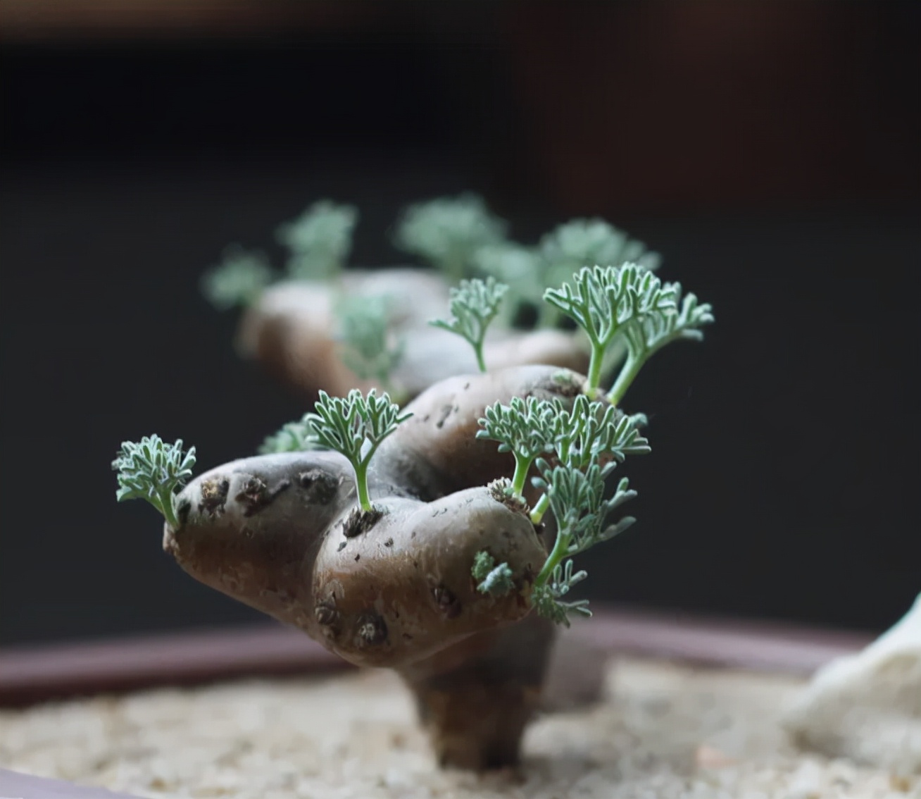 最经典的自嘲诗句,句句戳心的自嘲诗句