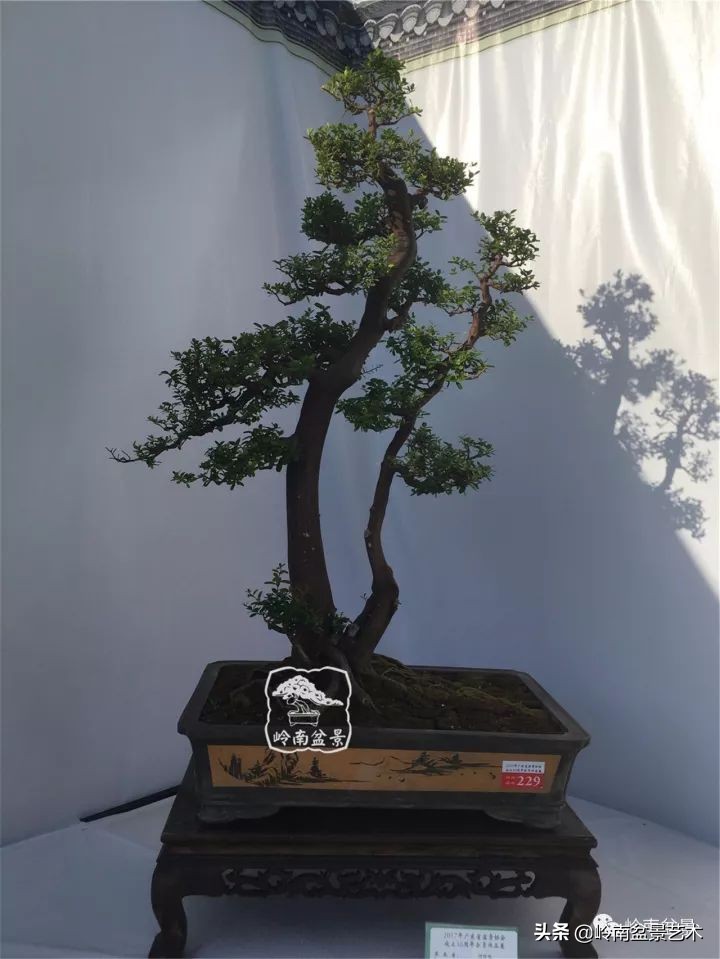 双干树,双干型果树