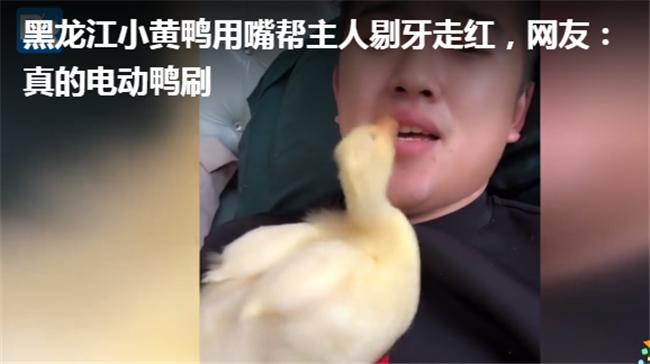 格格:小鸭宝宝冲上来猛亲,得个新绰号“电动鸭刷帮主人剔牙