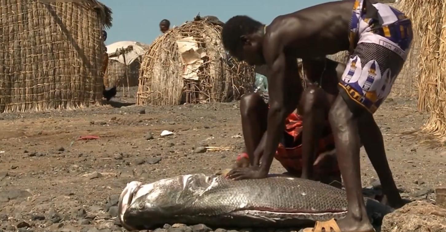 非洲埃尔莫洛部落：每天顿顿都吃鱼，没鱼时就捕杀鳄鱼充饥