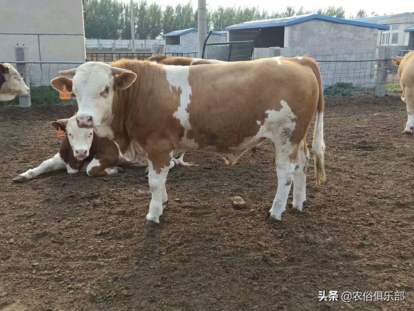 多省爆发牛皮肤病，三伏天不建议买牛，这些建议值得养牛人借鉴