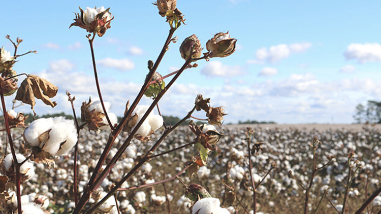 无印良品服装种草,无印良品哪些衣服值得买