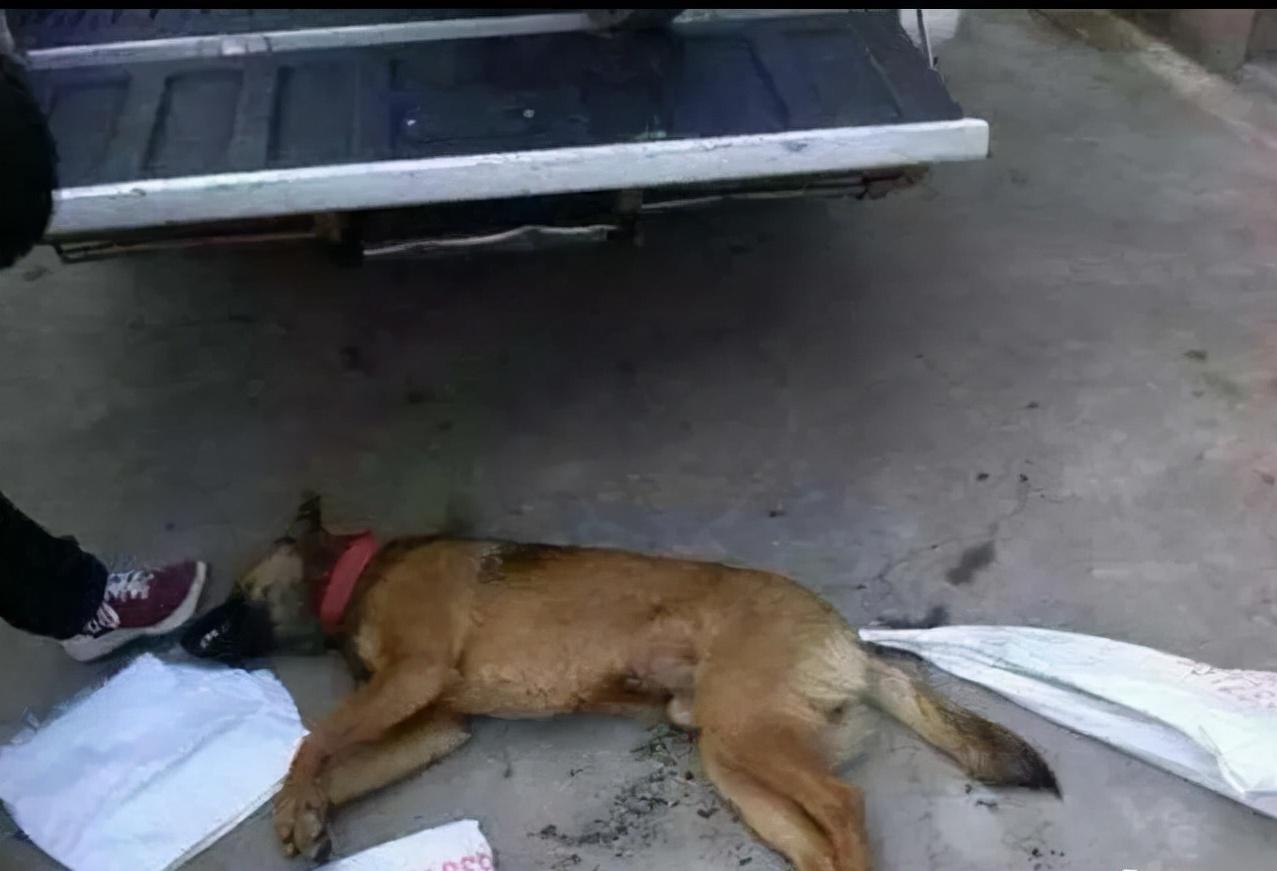 河南一男子开车用毒针射杀狗,村民吓得不敢动!毒狗针有多危险?