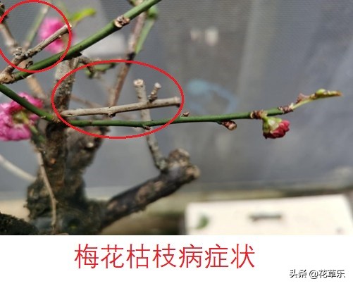 如何救活枯死的梅花树,梅花烂叶病怎么防治