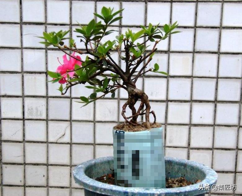 杜鹃斜飘式盆景制作过程,杜鹃盆景10种造型法