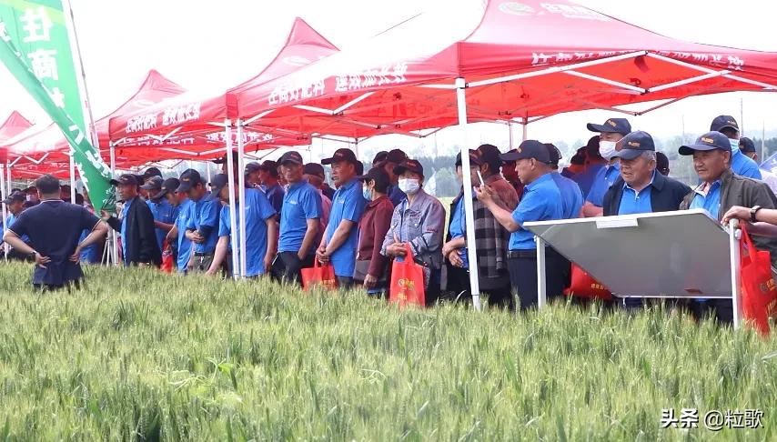 小麦用水溶肥提质增产,小麦防虫防病八合一高产水溶肥