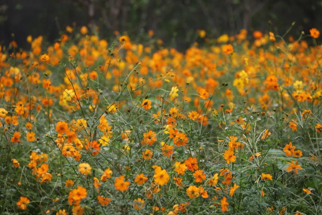 杭州的秋天随处可见都是美景,杭州西溪湿地美成调色盘