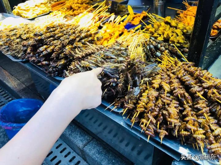 猫咪可以喂自制猫粮吗,用虫子做的食物