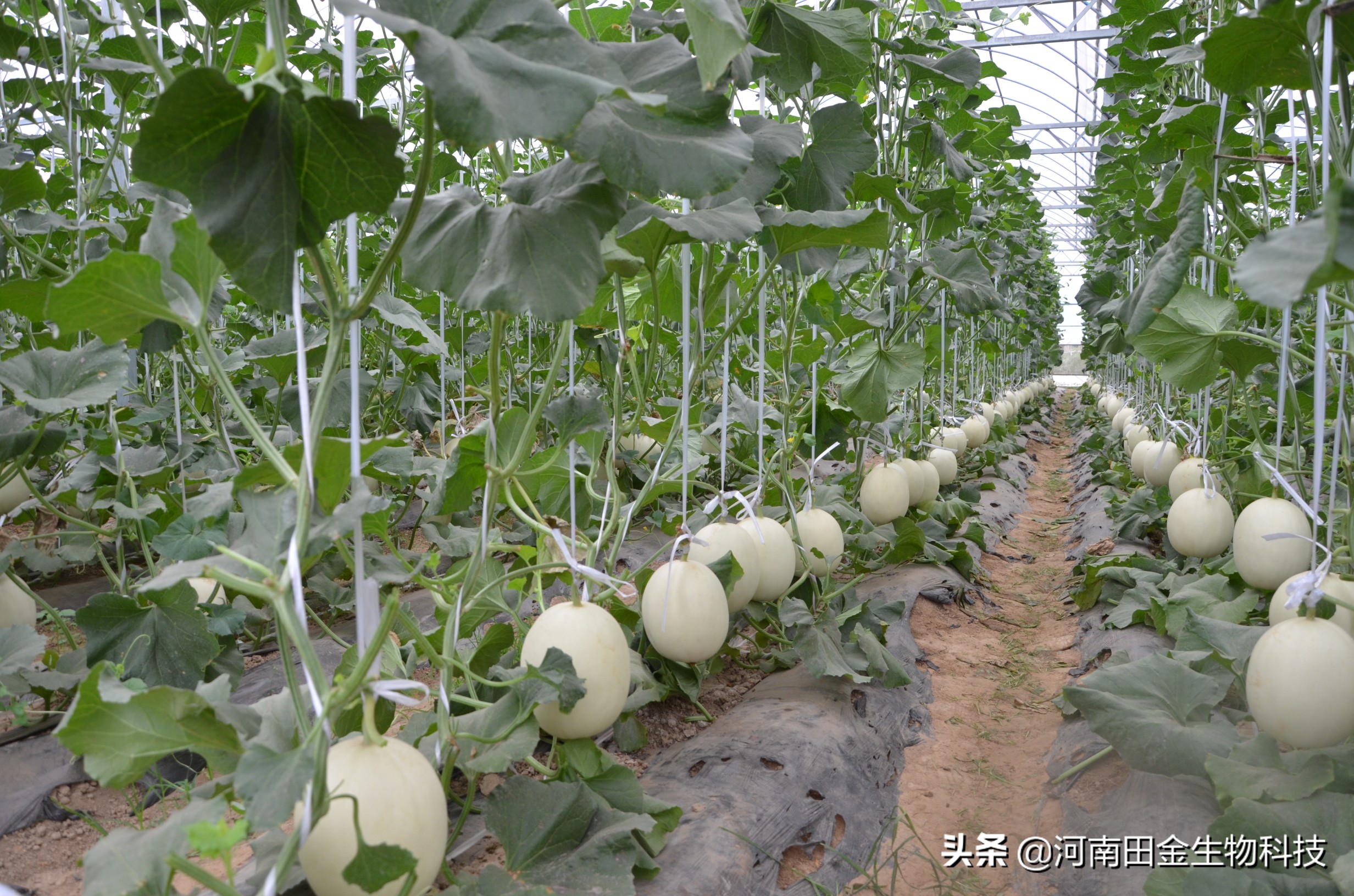 白甜瓜幼苗期的管理,春棚甜瓜的前期中期管理