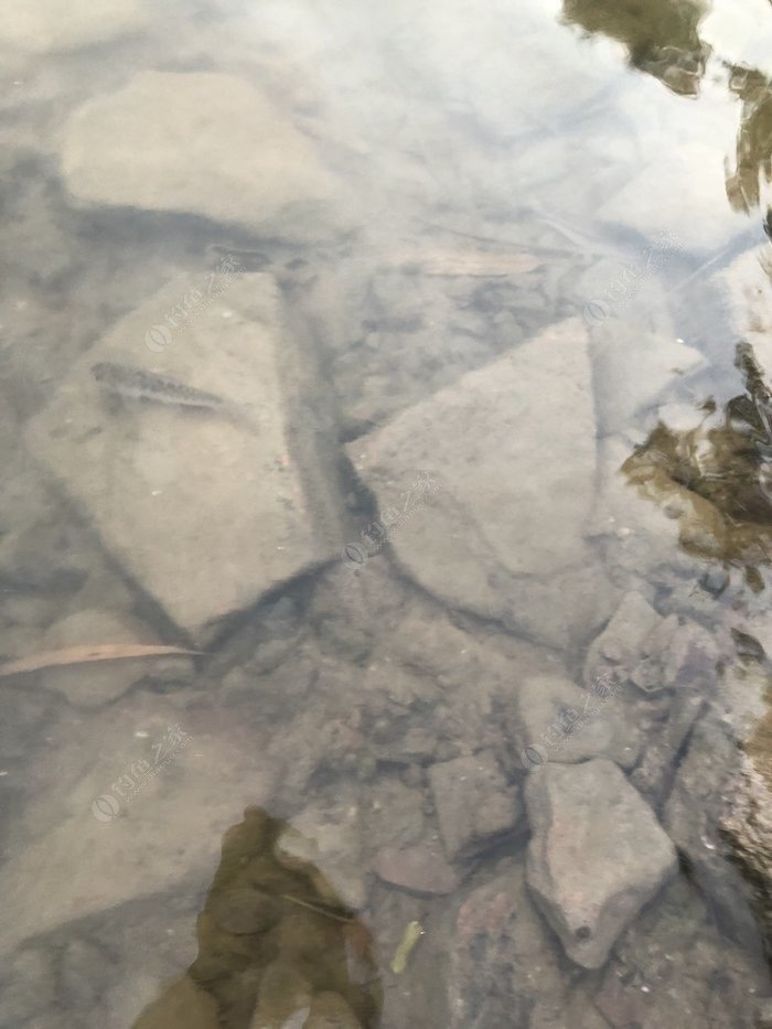 水底小鱼多就会没大鱼,自然水域没鱼情