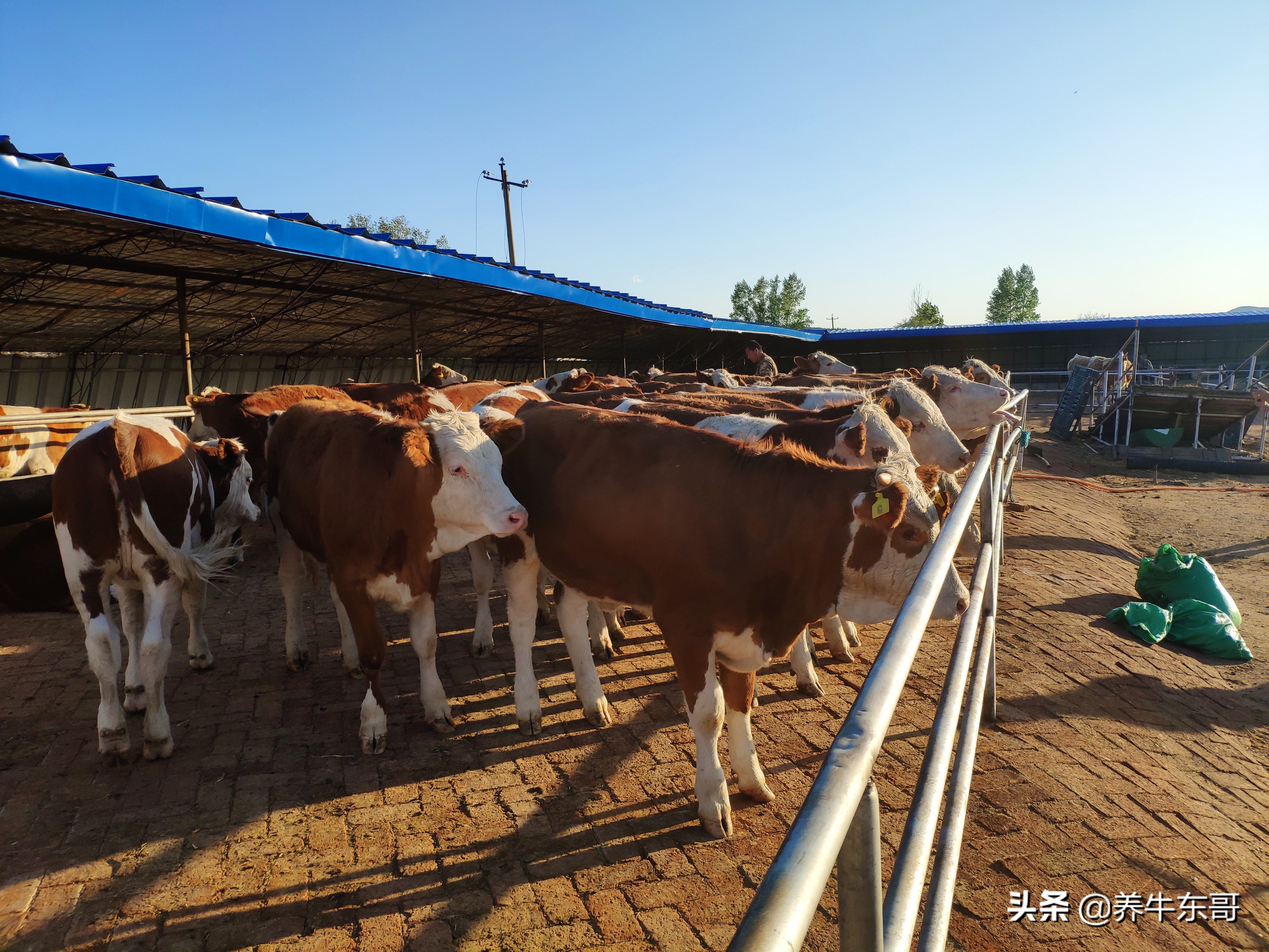 养牛东哥养牛最新视频,养牛东哥完整版