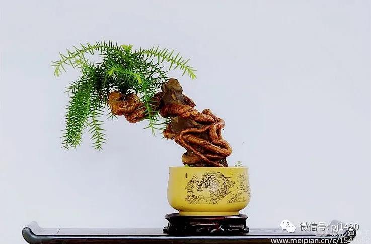 澳洲杉怎么长出漂亮根部,如何养好澳洲杉