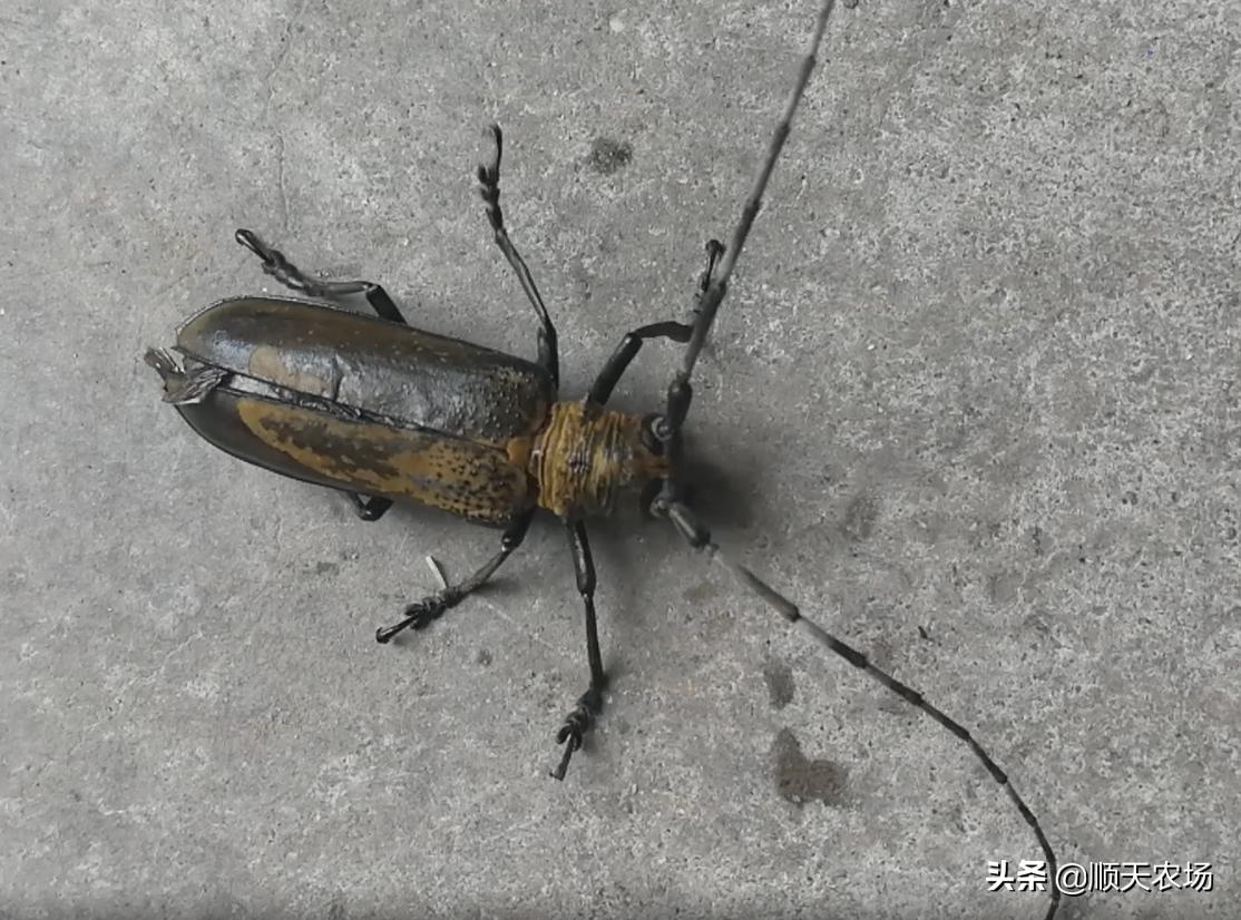 家庭常见十大害虫,10种家里常见害虫