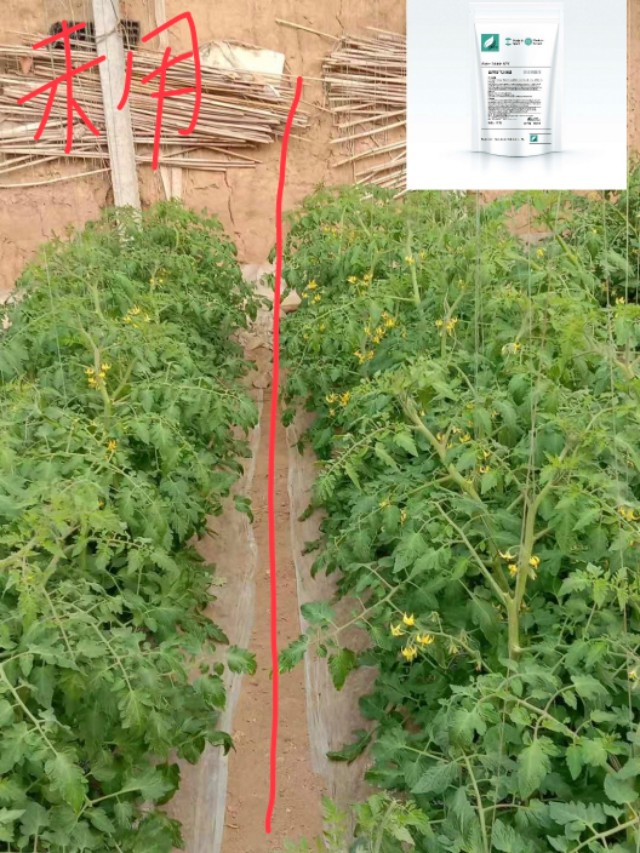 水果型樱桃番茄,樱桃番茄增加糖度