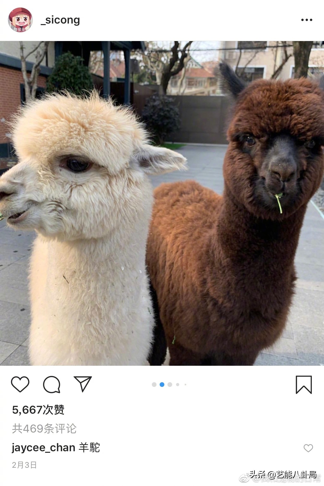 王思聪斥重金买鸭,王思聪自曝斥重金买鸭