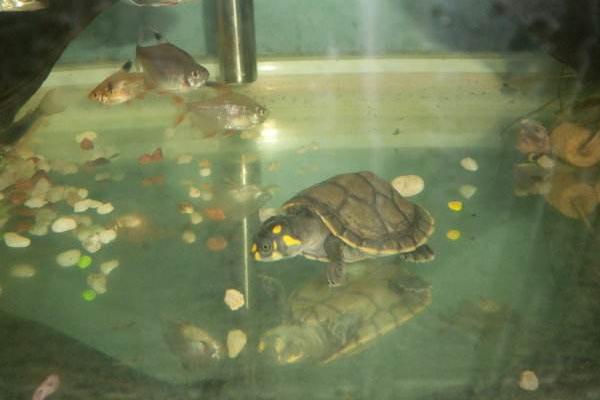 家庭水族箱热带鱼和黄头侧颈龟龟混养之入门指南