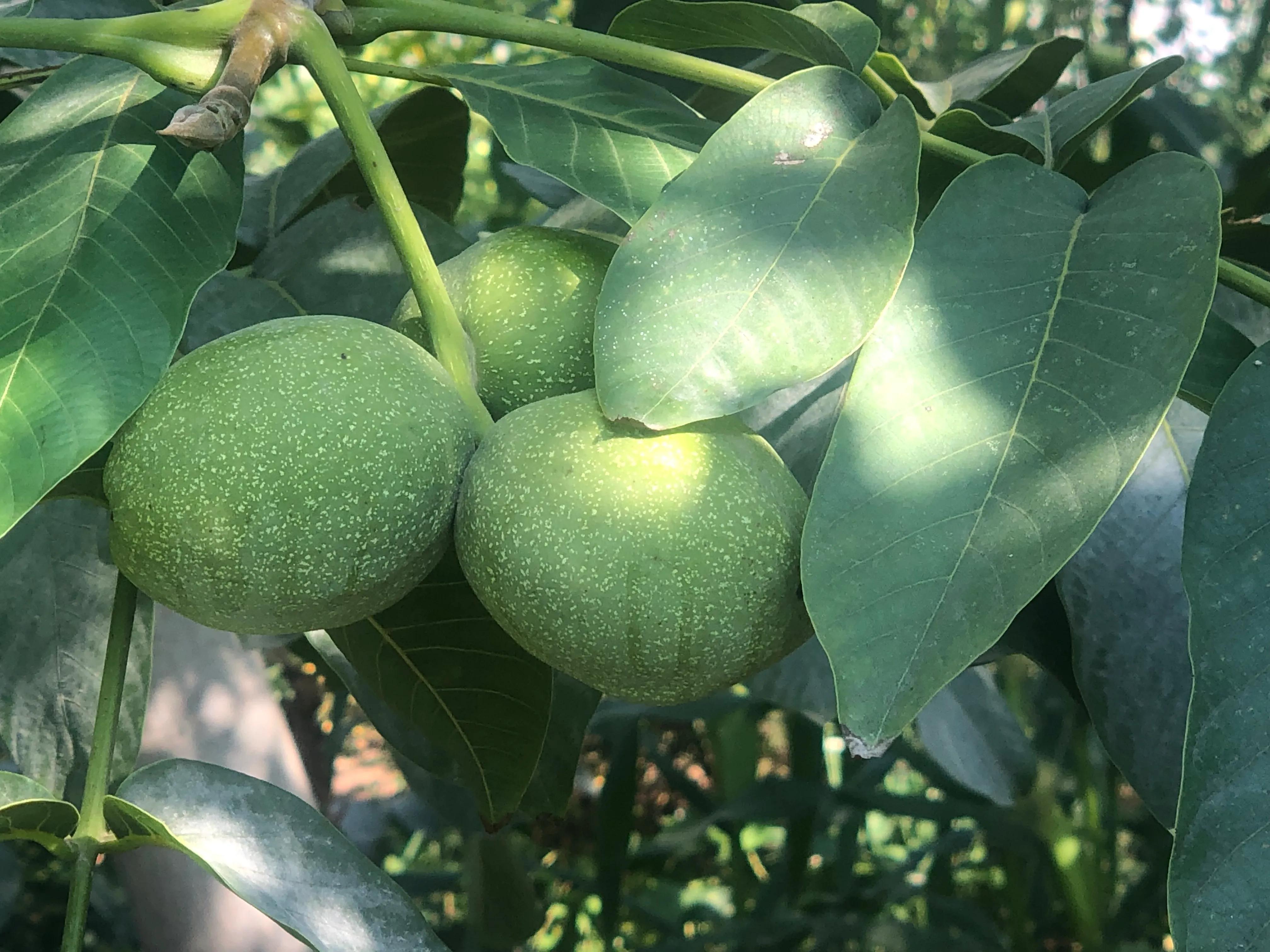 核桃树象征意义多子多福,核桃树红色代表什么