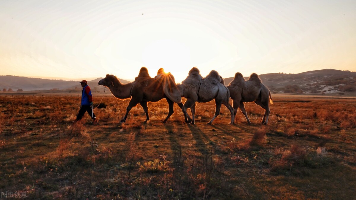 关于大家最关心骆驼奶粉的知识，看这一篇就够了,建议收藏