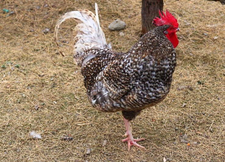 芦花鸡的养殖方法和注意事项,芦花鸡绿壳蛋鸡适合全国饲养