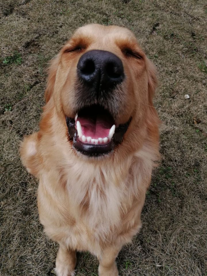 如何把金毛惹生气,把金毛惹急了会怎么样