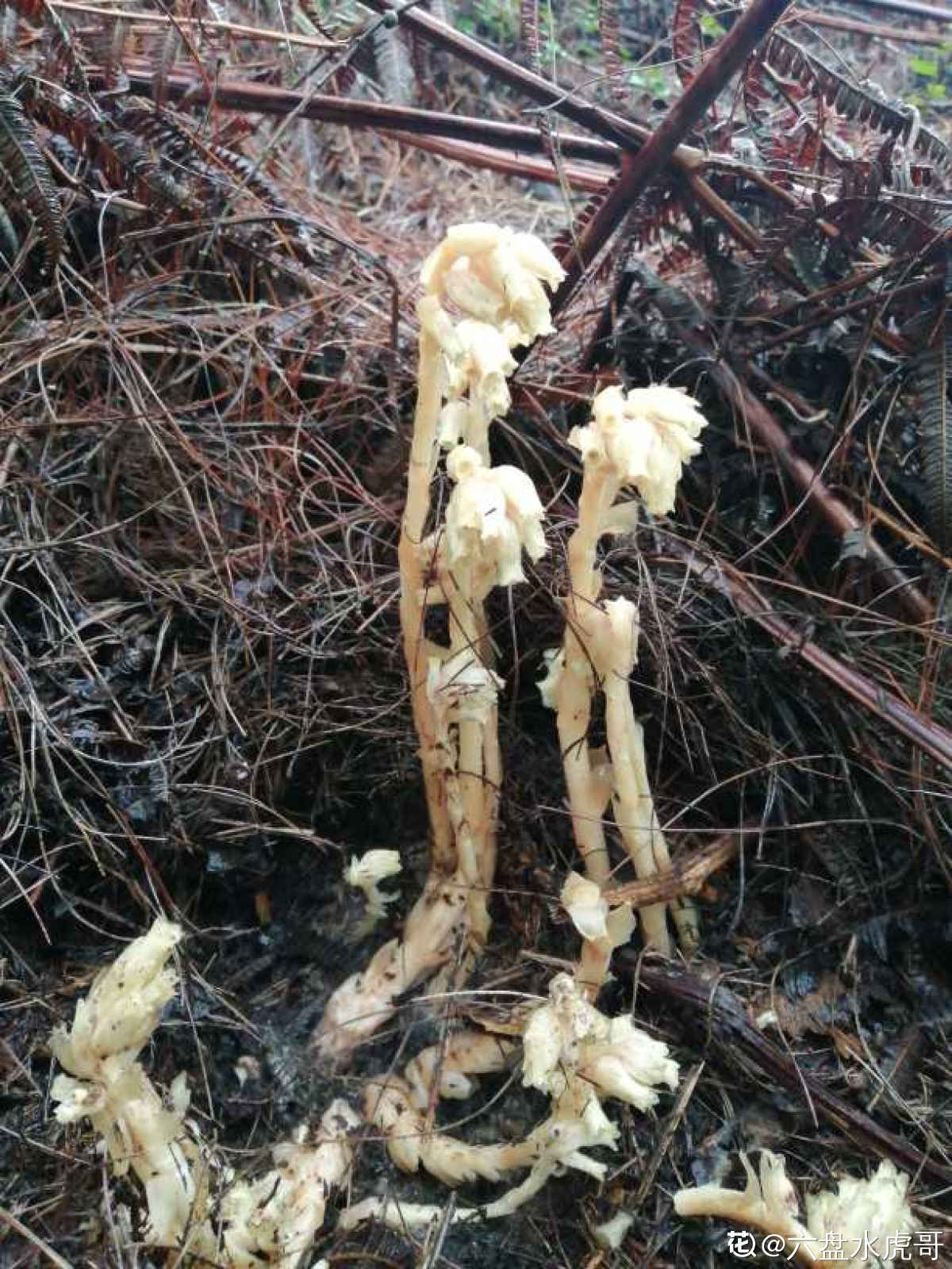 罕见柳州惊现神奇冥界之花水晶兰,珍稀罕见幽灵之花水晶兰现身重庆