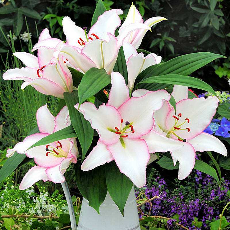 百合花怎么繁殖最快,百合花如何繁殖最好