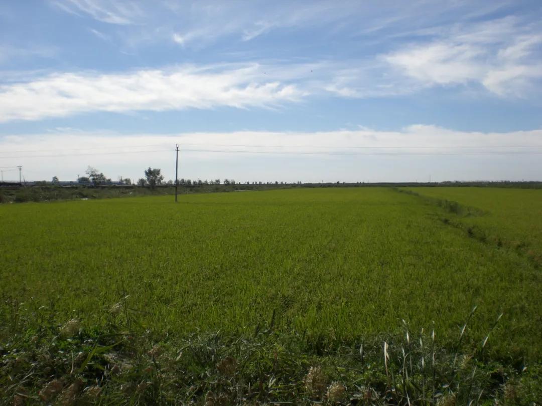 天津市黄庄洼米业有限公司,天津黄庄洼米业有限公司