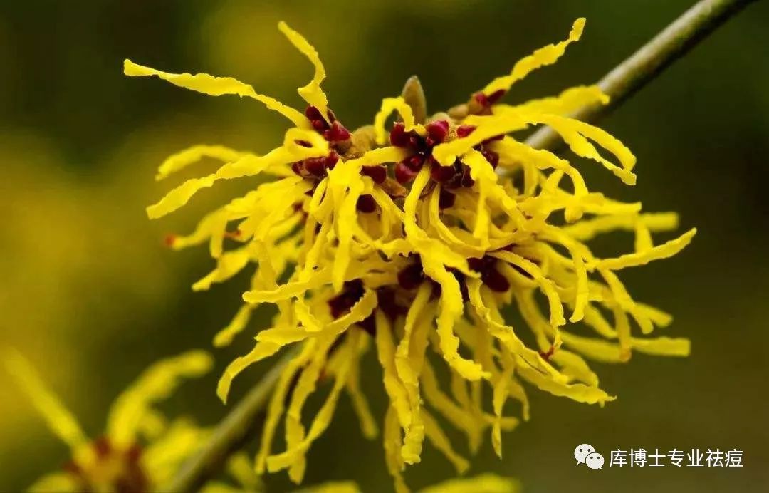 黑头粉刺毛孔粗大螨虫怎么去除,去黑头粉刺螨虫痘痘深层毛孔清洁