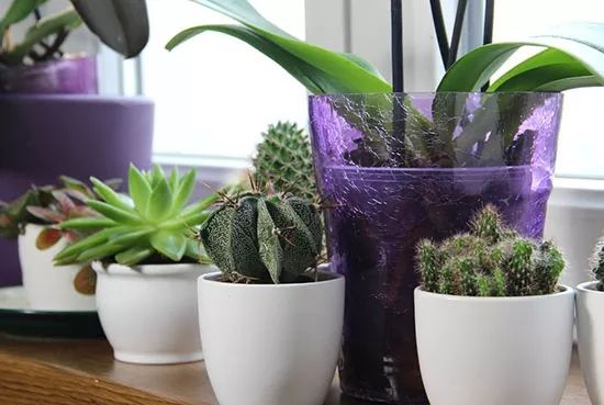 澳洲海关入境检查纪录片4个孩子,中国男孩入境澳洲被查