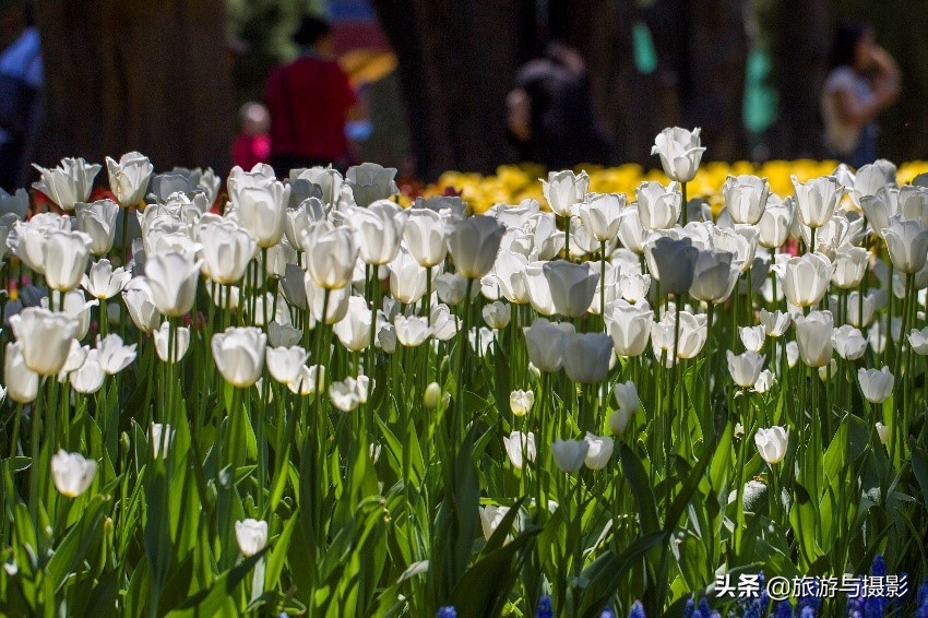 郁金香诗句经典五言,郁金香古诗词