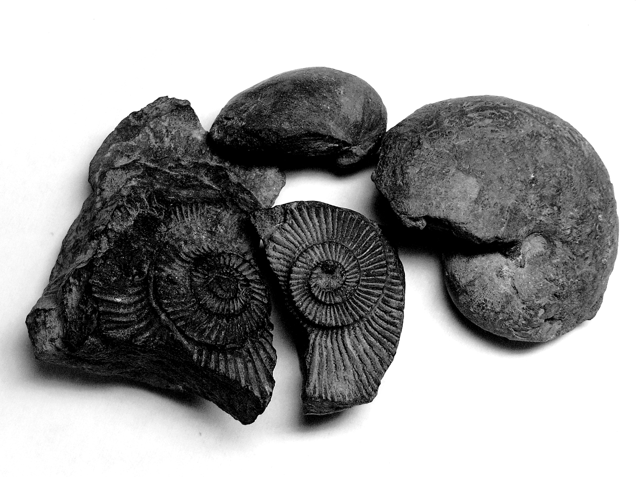 山有木兮心悦君兮君不知歌曲名,山有木兮心悦君兮君不知下一句