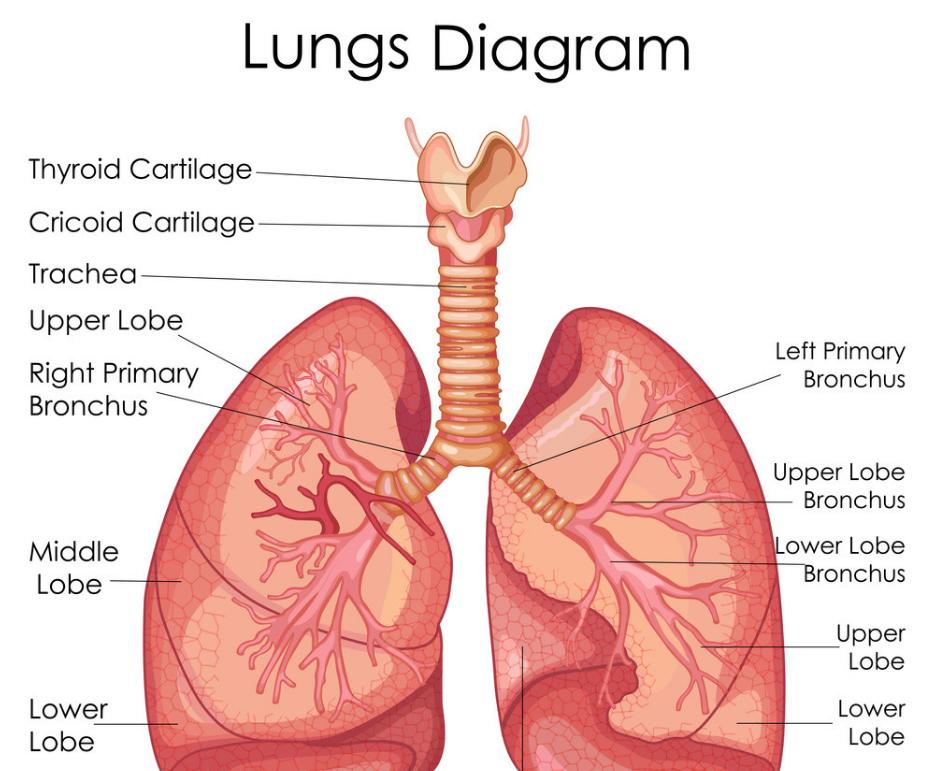 肺部有毛病化验血能看出不,感觉肺部有痰该做什么检查