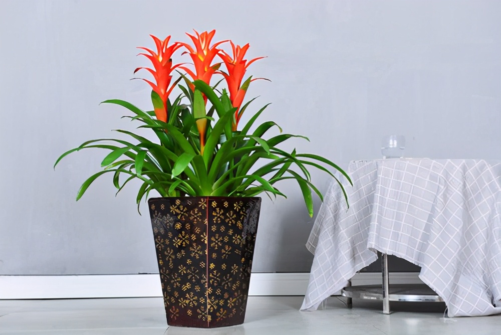 寓意好适合家里养的花,10种最旺家的花及寓意