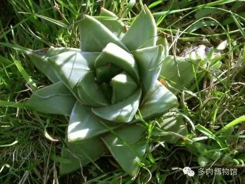 天使之泪多肉老桩,天使之泪多肉状态图