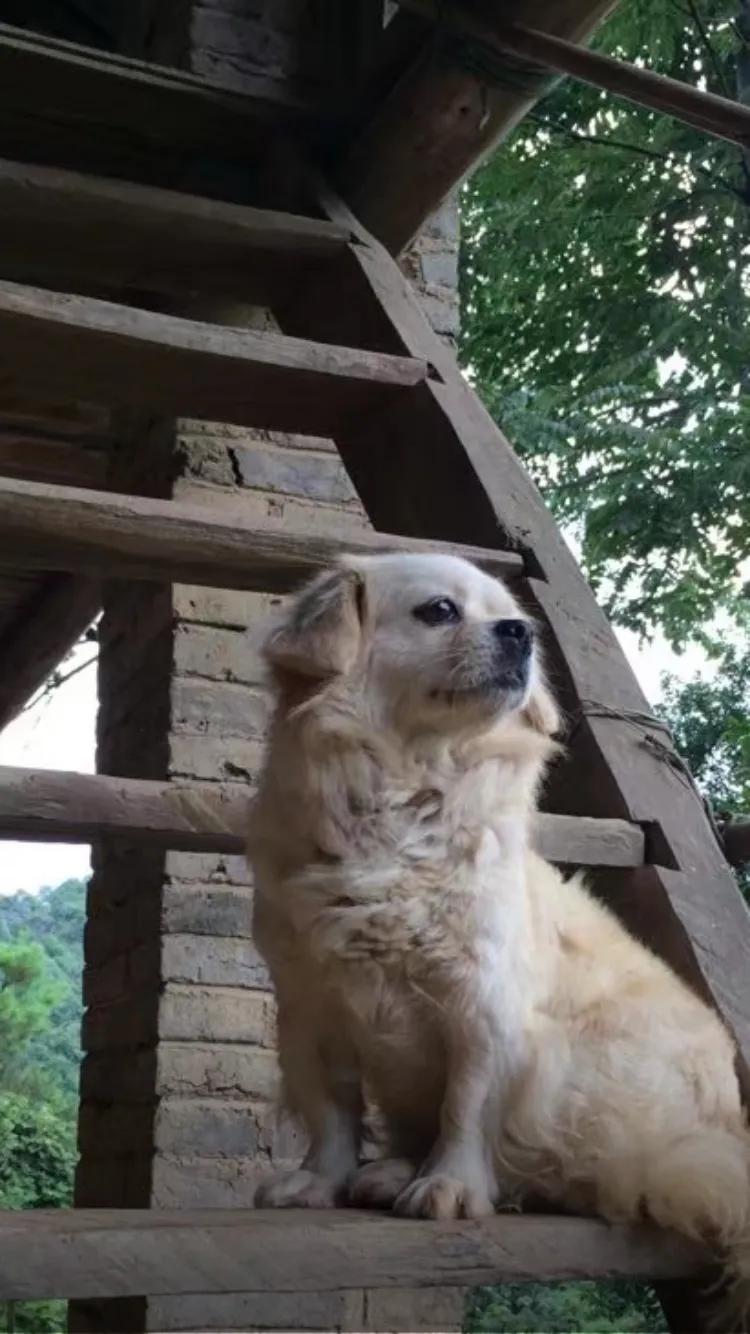 母亲与咪咪的情缘