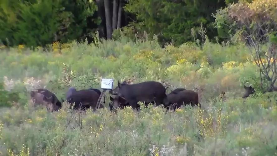 我国野猪泛滥,无虎豹下,野猪称雄,允许猎杀为何不许吃肉?